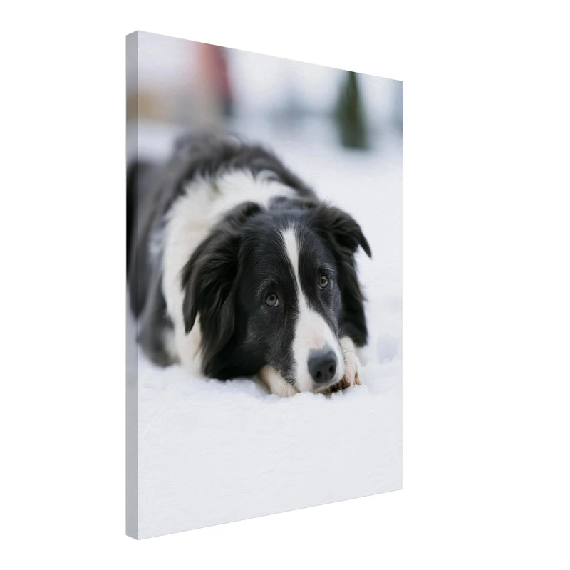 Border Collie im Schnee Leinwand
