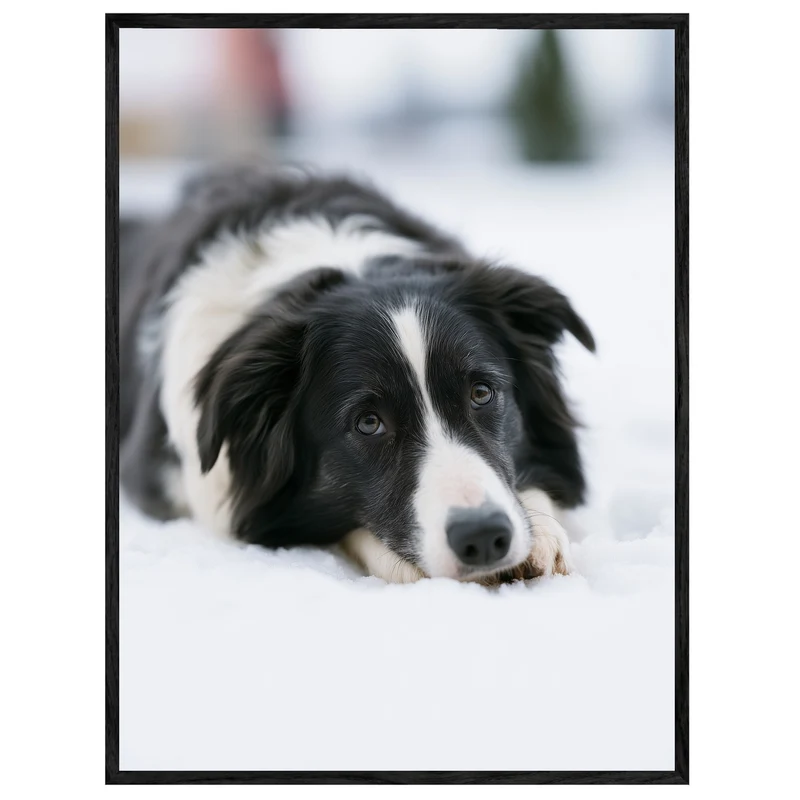 Border Collie im Schnee Leinwand