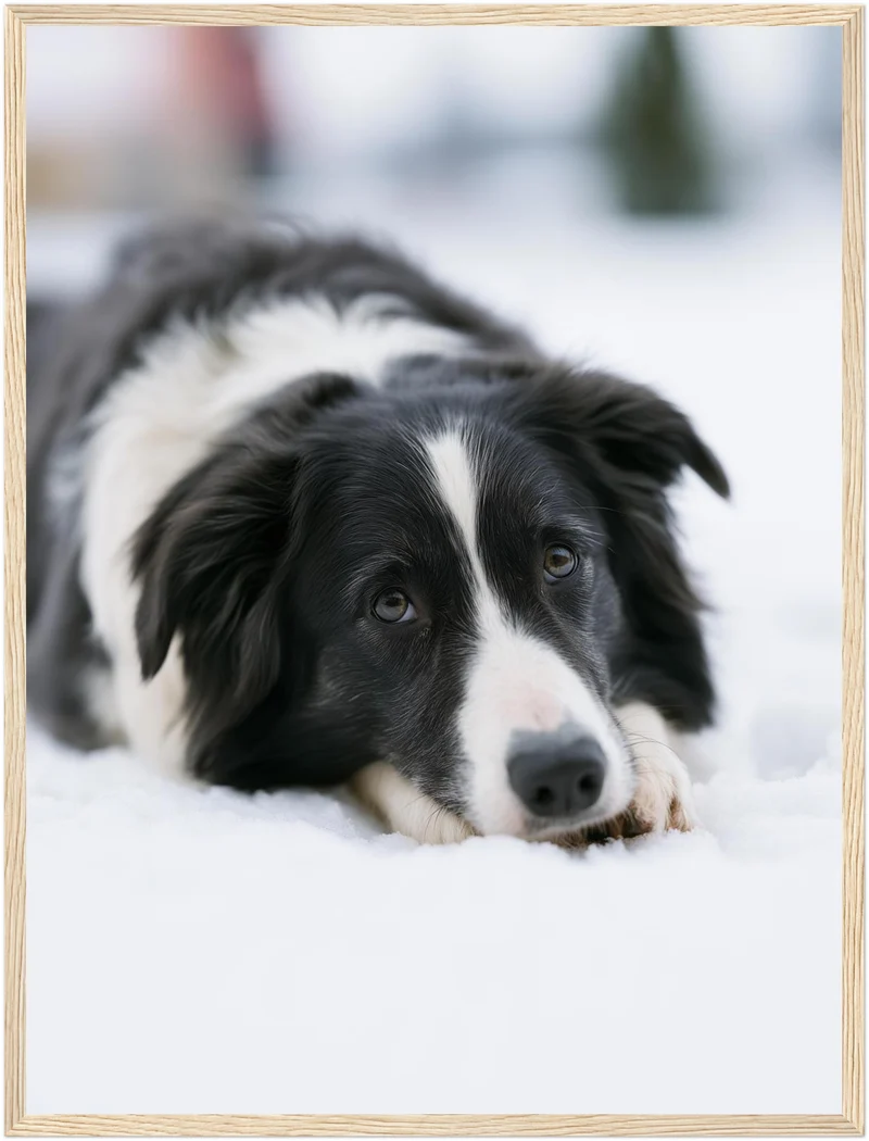 Border Collie im Schnee Poster