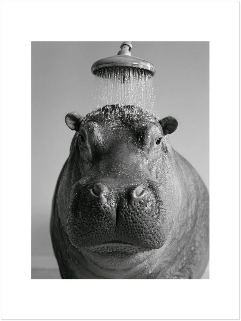 Nilpferd unter der Dusche Poster