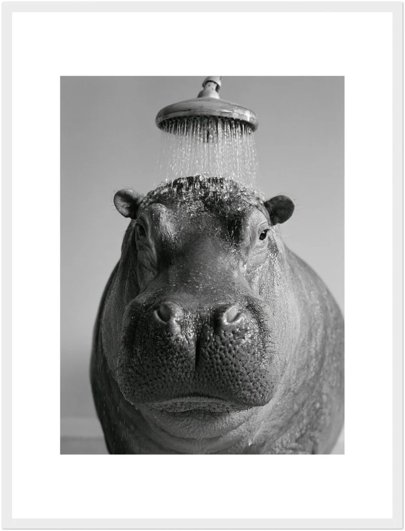 Nilpferd unter der Dusche Poster