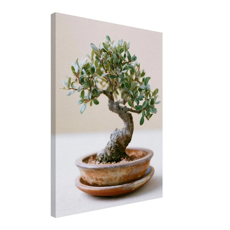 Alter Bonsai im Gleichgewicht Leinwand