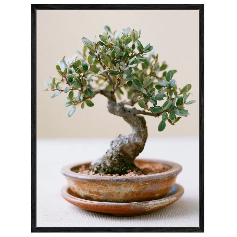 Alter Bonsai im Gleichgewicht Leinwand