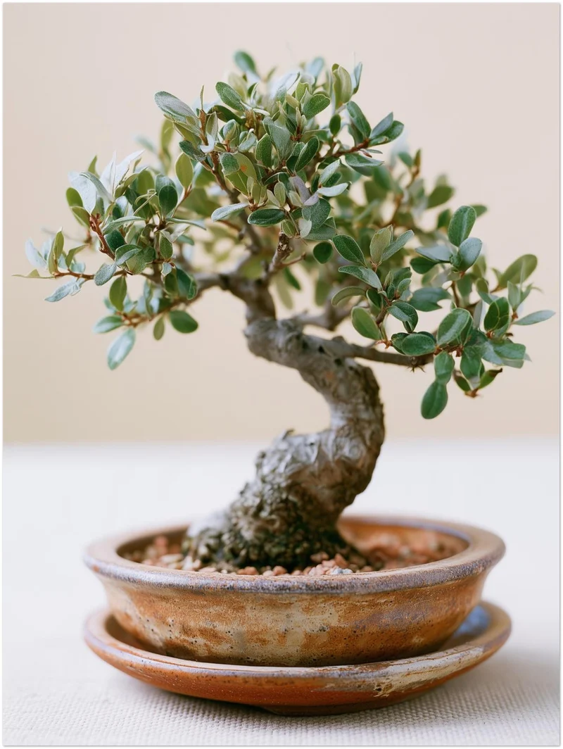 Alter Bonsai im Gleichgewicht Poster