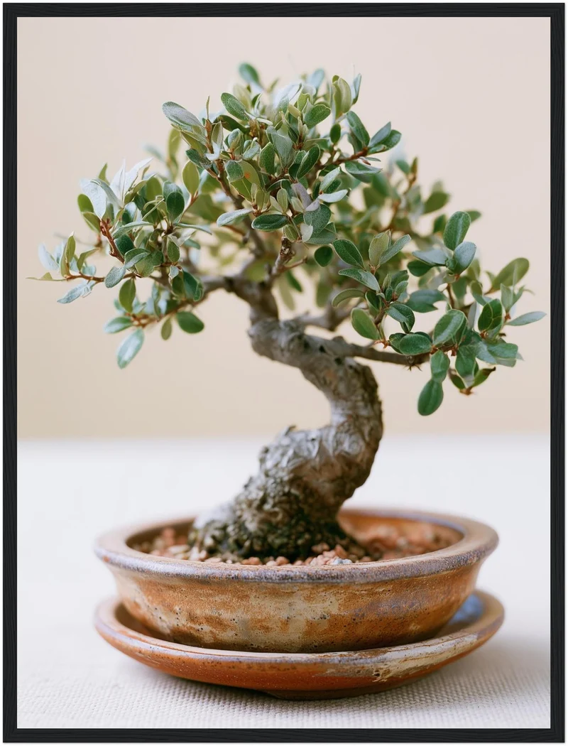 Alter Bonsai im Gleichgewicht Poster