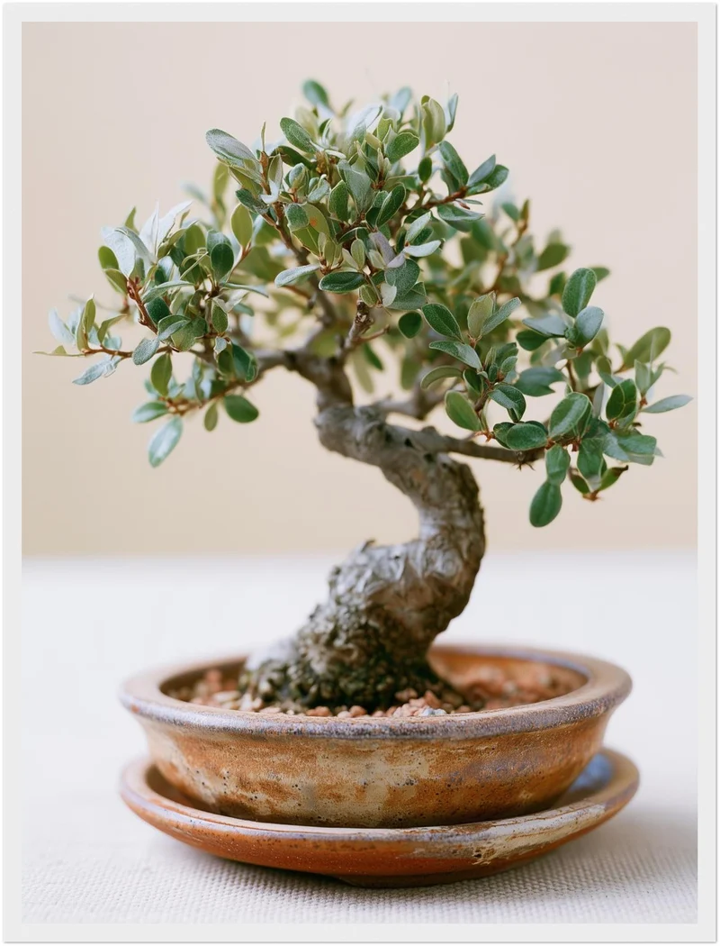 Alter Bonsai im Gleichgewicht Poster