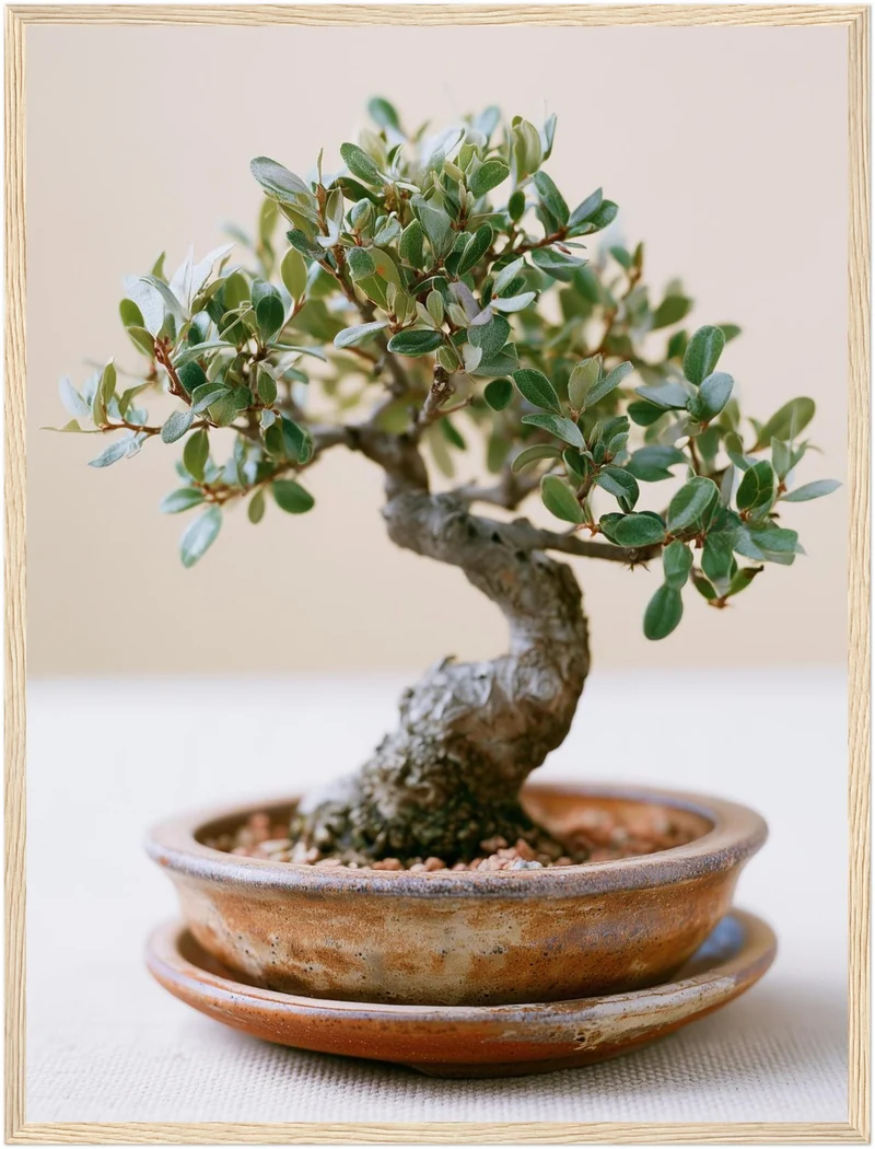 Alter Bonsai im Gleichgewicht Poster