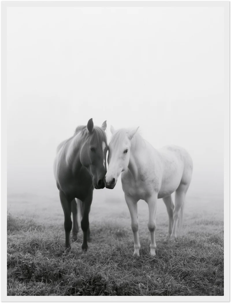 Zwei Pferde im Nebel Poster