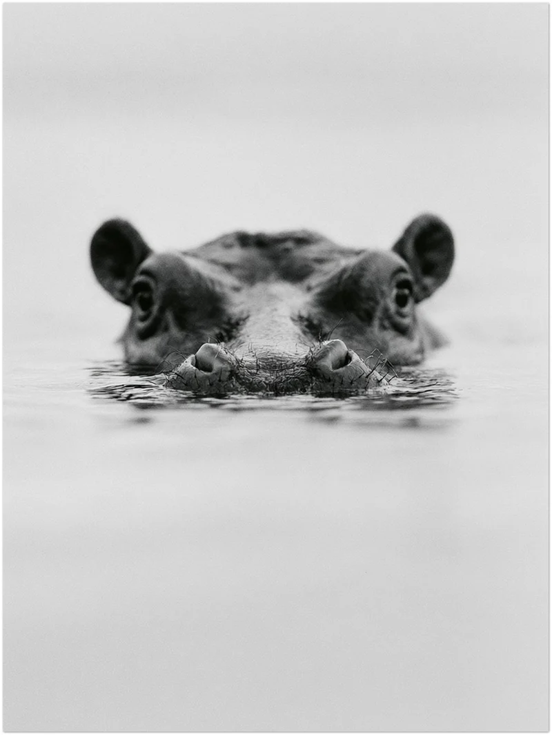 Nilpferd im Wasser Leinwand