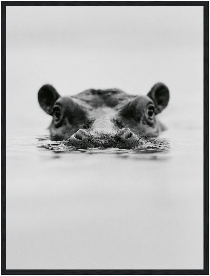 Nilpferd im Wasser Poster
