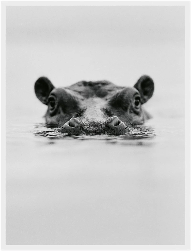 Nilpferd im Wasser Poster
