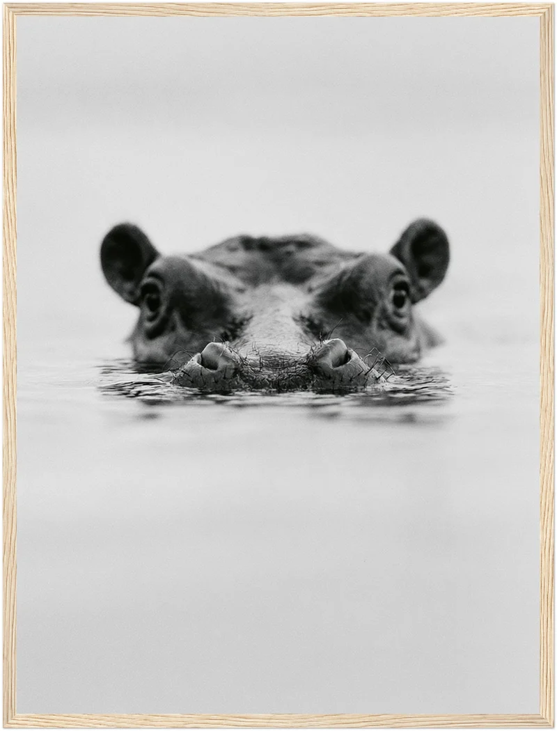 Nilpferd im Wasser Poster