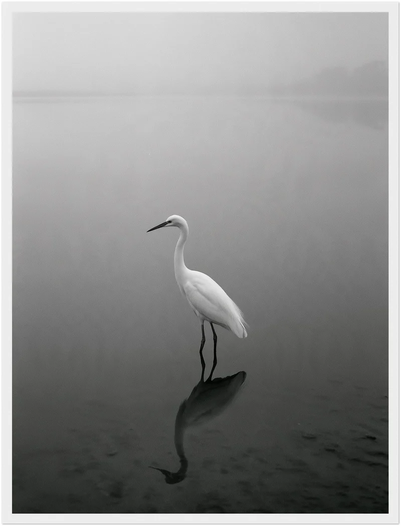 Weißer Reiher im Nebel Poster