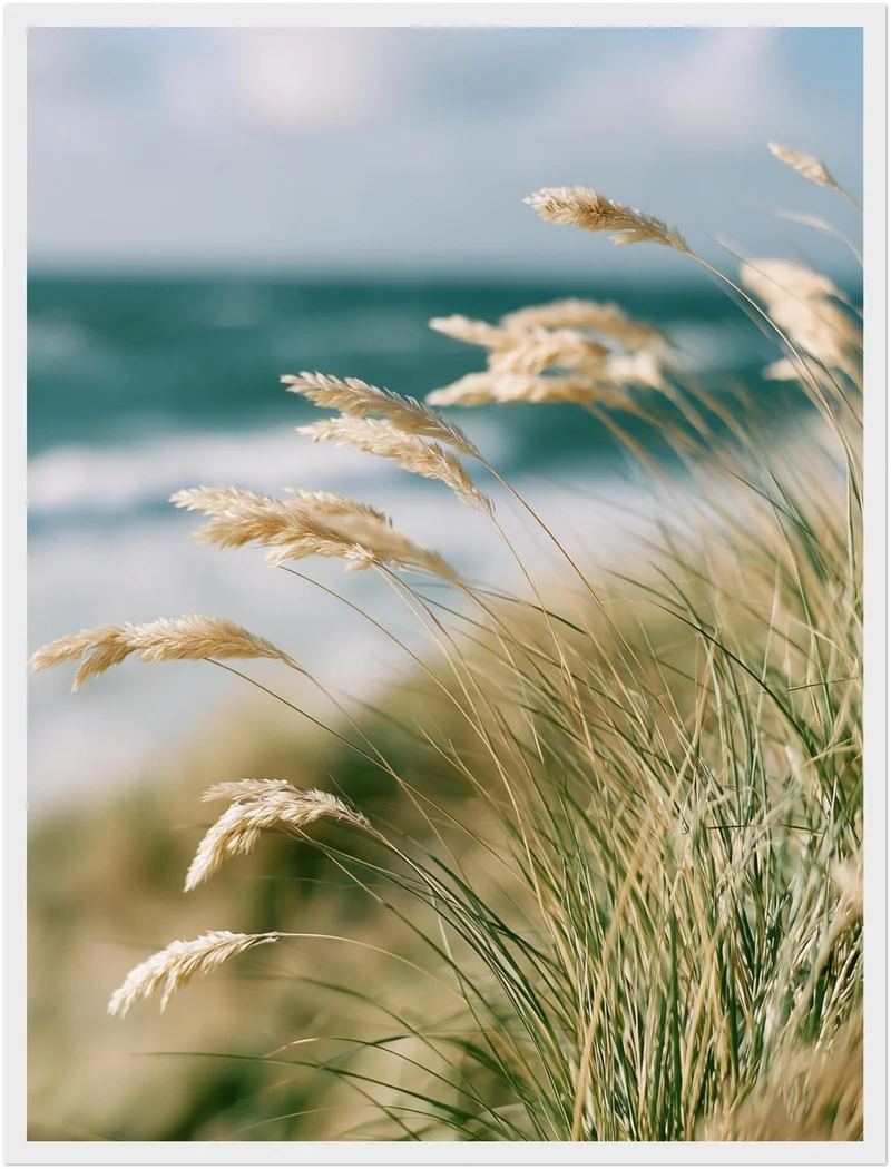 Dünengras am Meer Poster