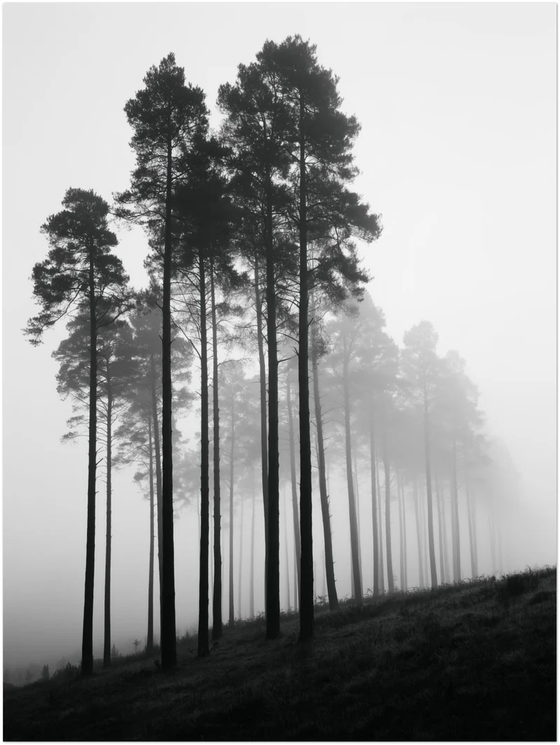 Nebel zwischen Kiefern Leinwand