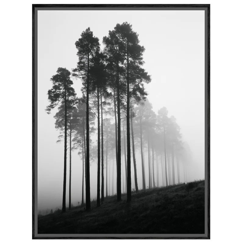Nebel zwischen Kiefern Leinwand