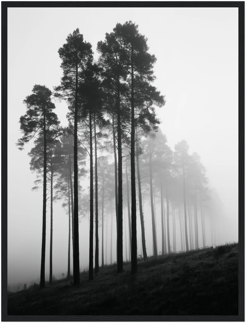 Nebel zwischen Kiefern Poster