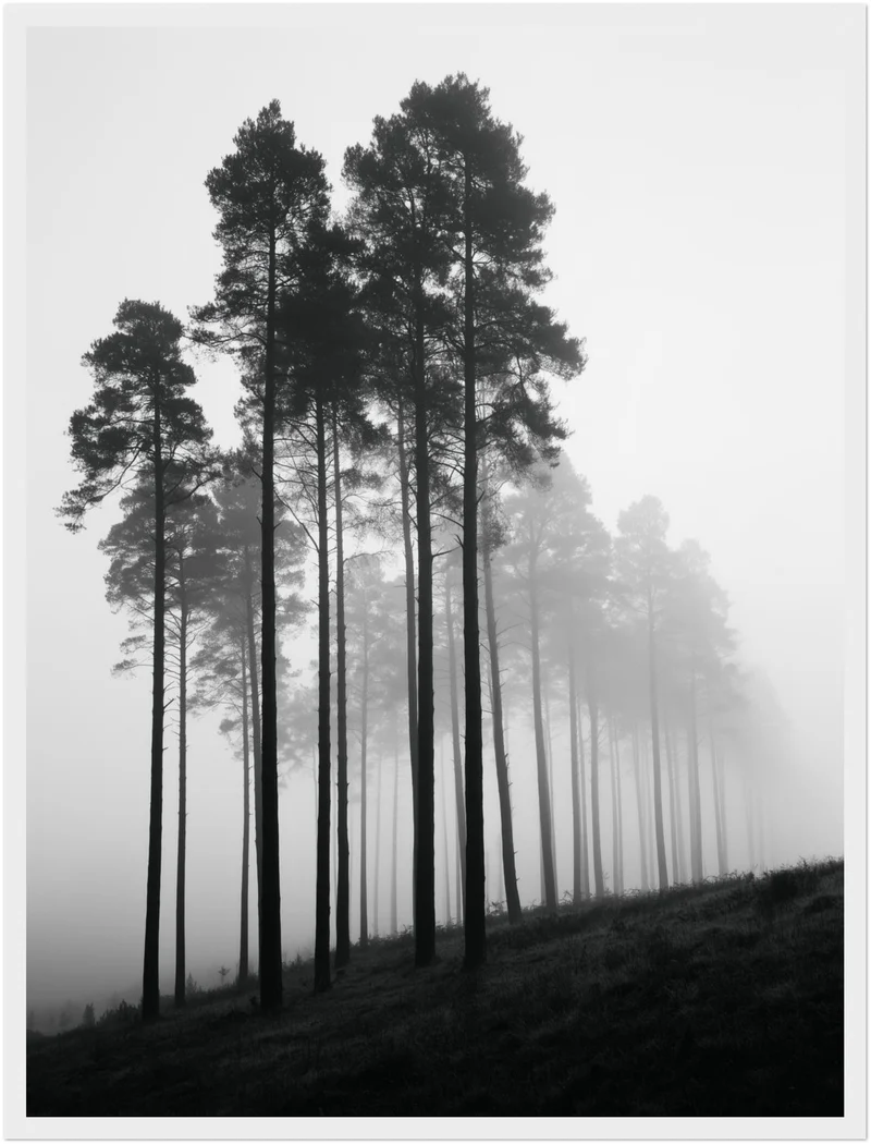 Nebel zwischen Kiefern Poster