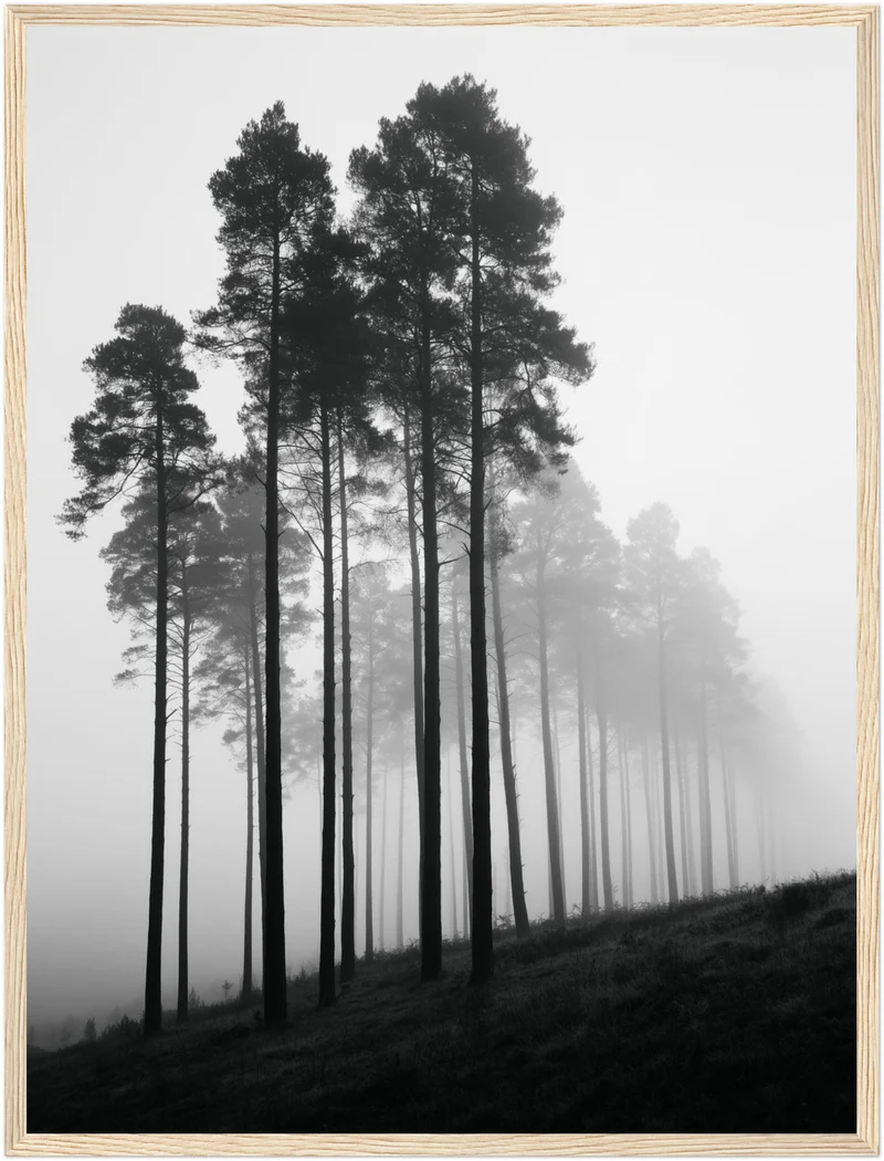 Nebel zwischen Kiefern Poster