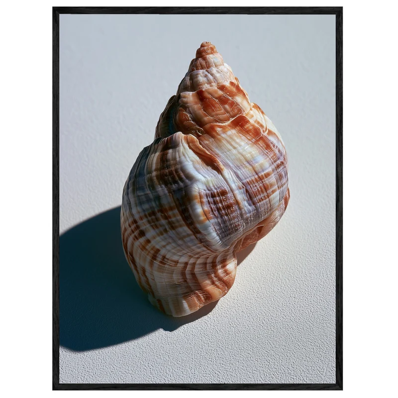 Meeresschnecke Nahaufnahme Leinwand