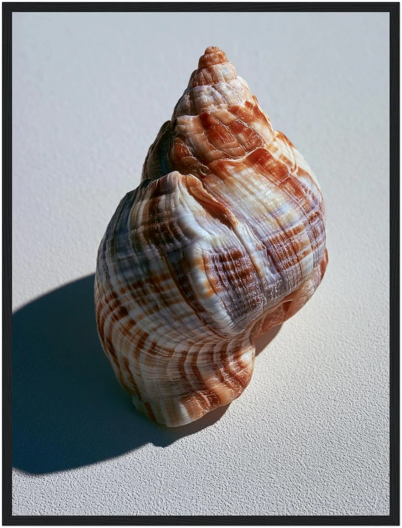 Meeresschnecke Nahaufnahme Poster