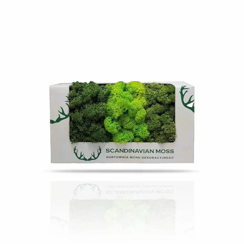 Scandinavian Preserved Moss Sample Box