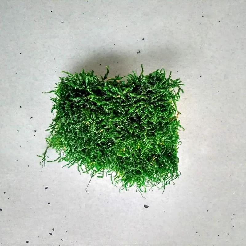 Scandinavian Preserved Moss Sample Box