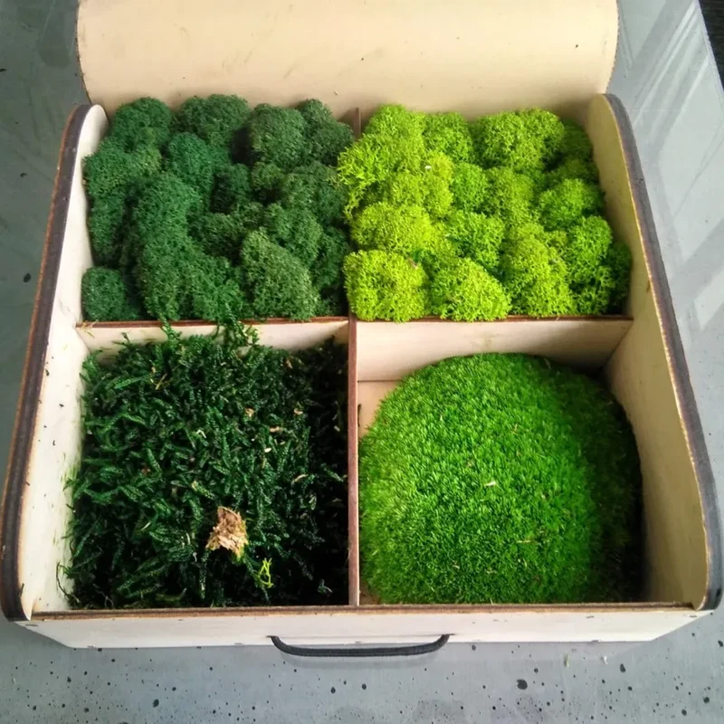 Scandinavian Preserved Moss Sample Box