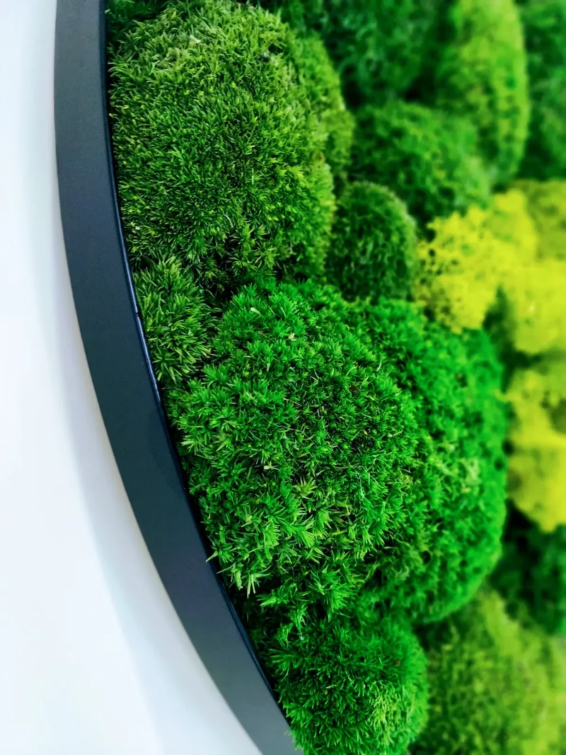 Scandinavian Preserved Moss Sample Box