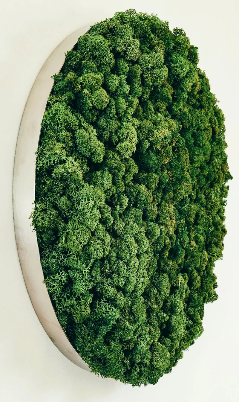 Scandinavian Preserved Moss Sample Box