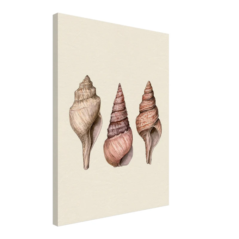 Drei Meeresschnecken Illustration Leinwand