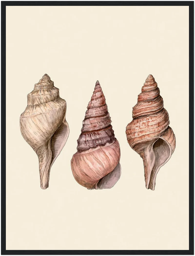 Drei Meeresschnecken Illustration Poster