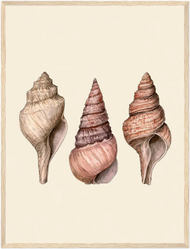 Drei Meeresschnecken Illustration Poster