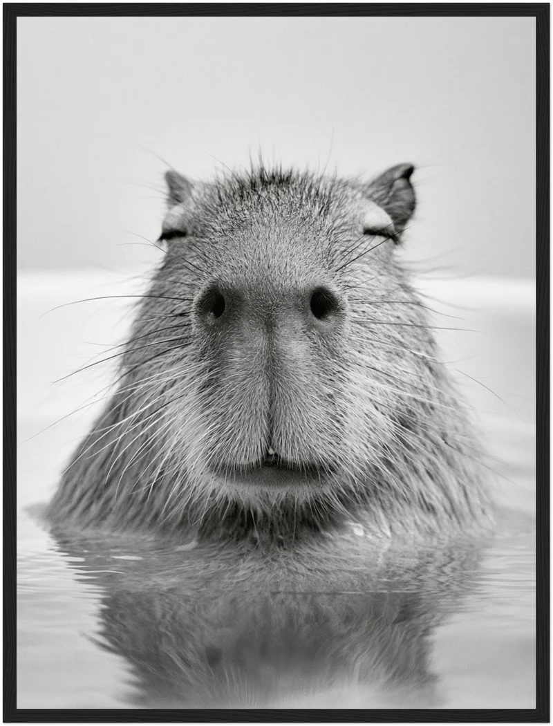 Capybara im Wasser Poster