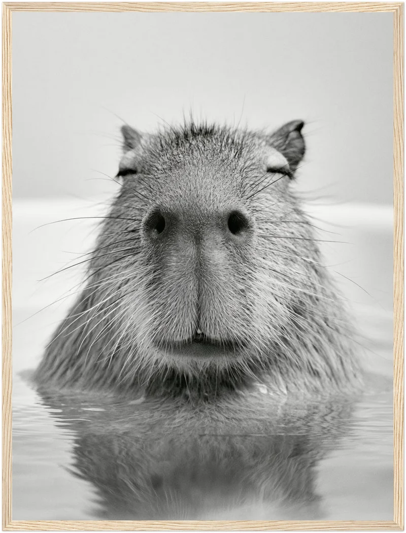 Capybara im Wasser Poster