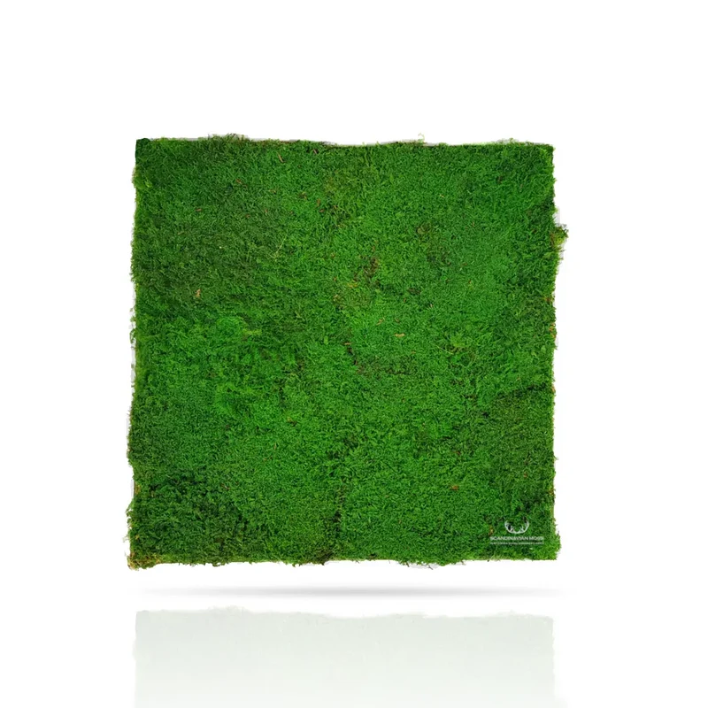 Frameless Flat Moss Wall Panels - Square 50 x 50 cm