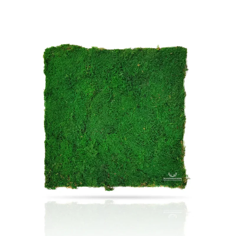 Frameless Flat Moss Wall Panels - Square 50 x 50 cm