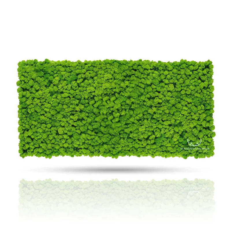Frameless Reindeer Moss Wall Panels - Rectangle 100 x 50 cm
