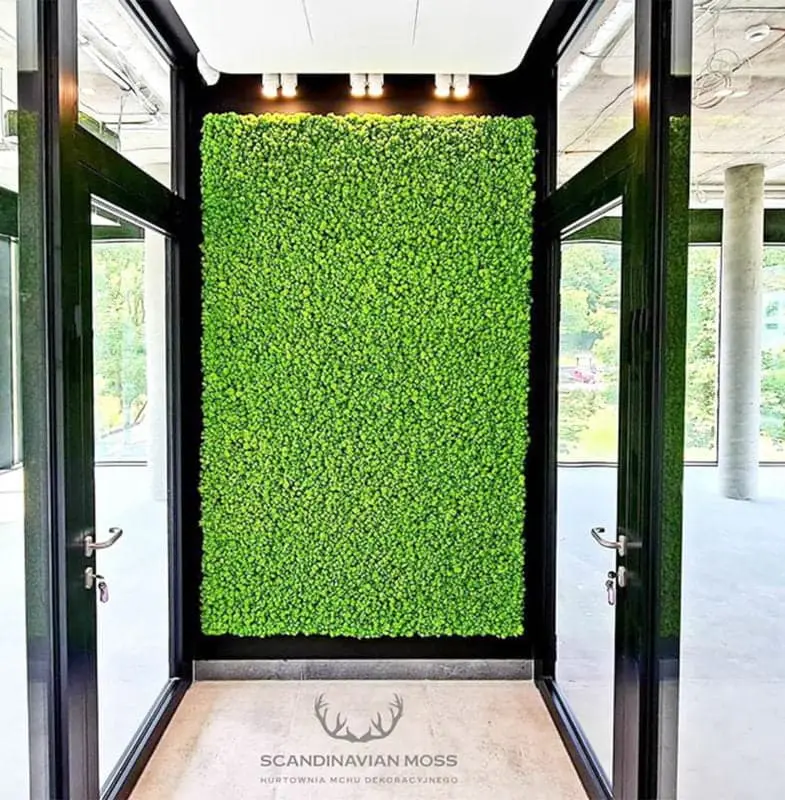 Frameless Reindeer Moss Wall Panels - Rectangle 100 x 50 cm