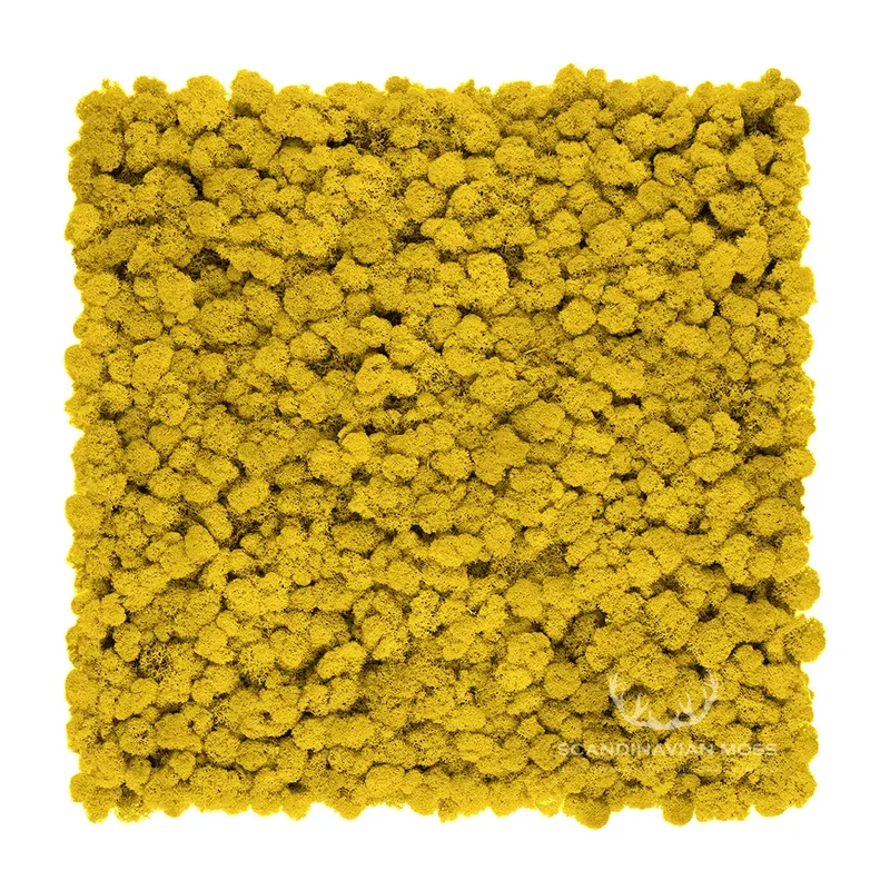 Frameless Reindeer Moss Wall Panels - Rectangle 100 x 50 cm