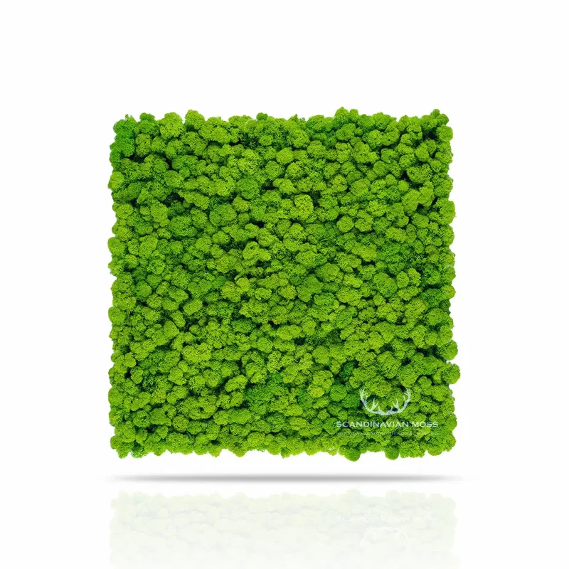 Frameless Reindeer Moss Wall Panels - Square 50 x 50 cm