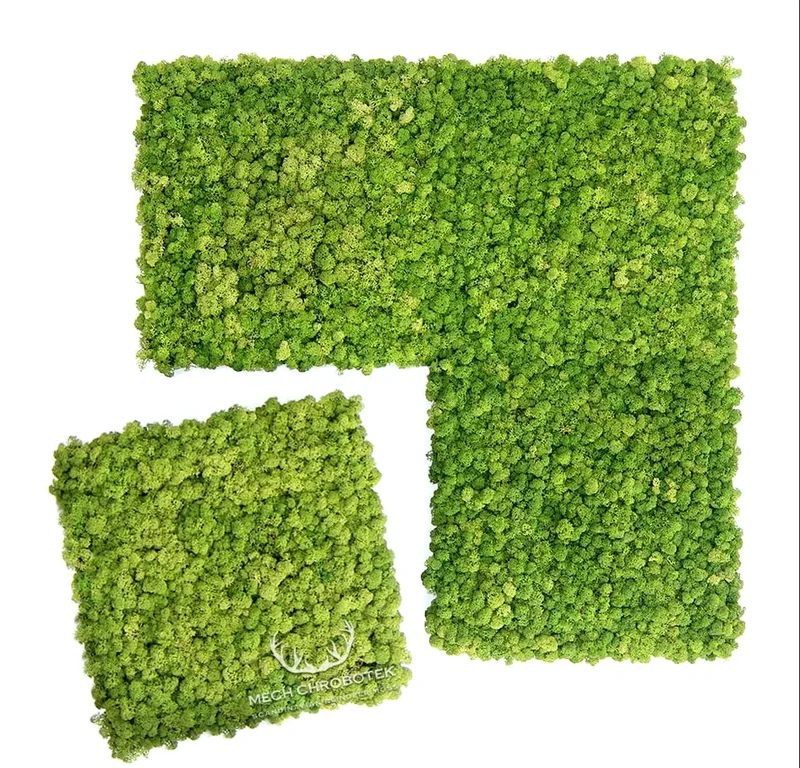 Frameless Reindeer Moss Wall Panels - Square 50 x 50 cm