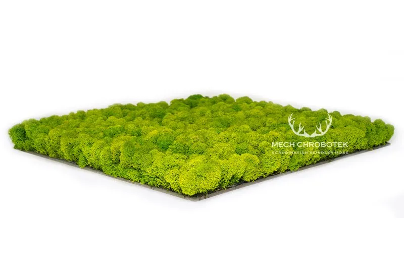 Frameless Reindeer Moss Wall Panels - Square 50 x 50 cm