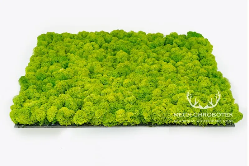 Frameless Reindeer Moss Wall Panels - Square 50 x 50 cm