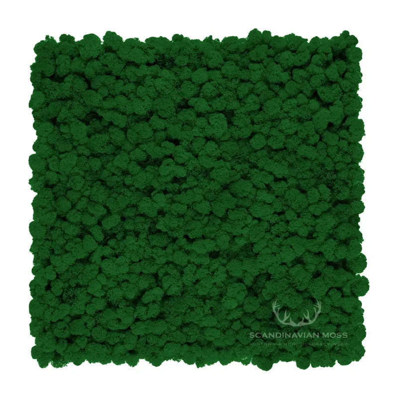 Frameless Reindeer Moss Wall Panels - Square 50 x 50 cm