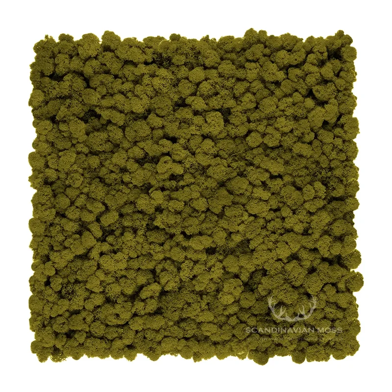 Frameless Reindeer Moss Wall Panels - Square 50 x 50 cm