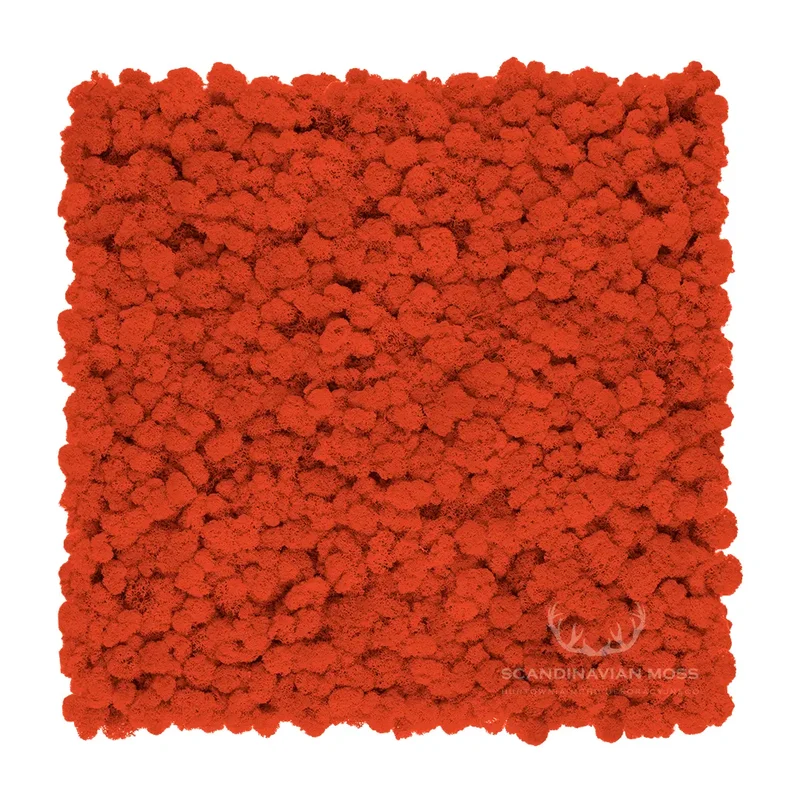 Frameless Reindeer Moss Wall Panels - Square 50 x 50 cm