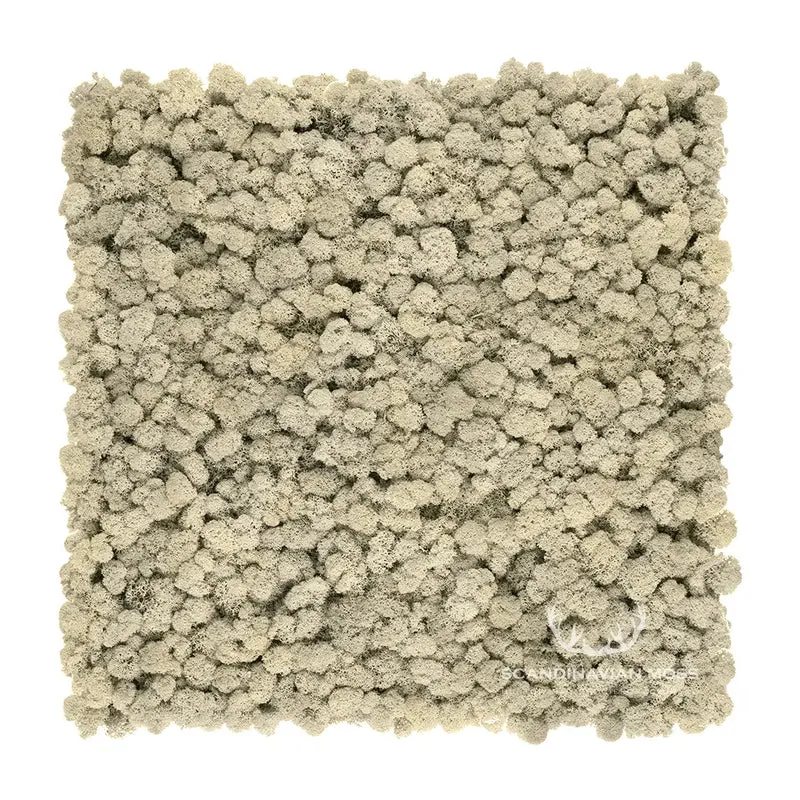Frameless Reindeer Moss Wall Panels - Square 50 x 50 cm