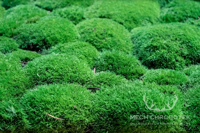 Frameless Pillow Moss Wall Panels - Rectangle 100 x 50 cm