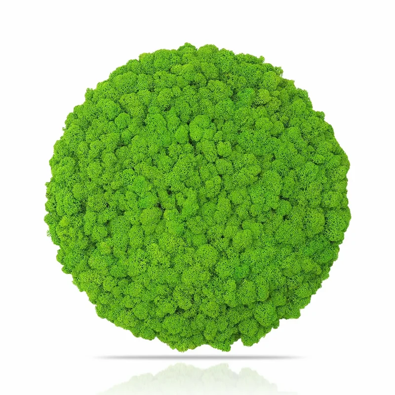 Frameless Reindeer Moss Wall Panels - Round